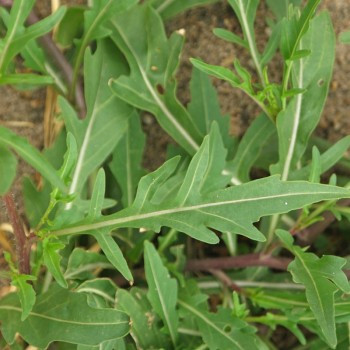 Roquette wasabi 500 graines