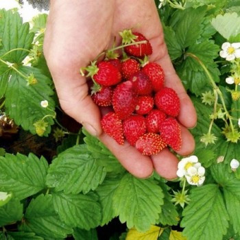 Fraise des bois 50 graines