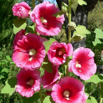 Rose trémière 100 graines