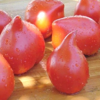 Tomate "téton de venus rouge" 25 graines