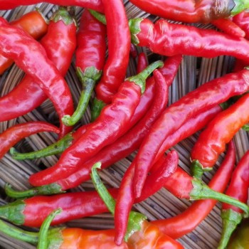 Piment de cayenne 25 graines