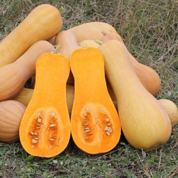 Courge butternut 20 graines