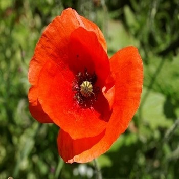 Coquelicot sauvage 1000 graines