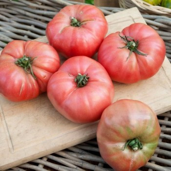 Tomate "Rose de berne" 20 graines