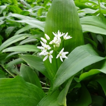 Persil tubéreux (Légume vivace ancien) Graines - Alsagarden