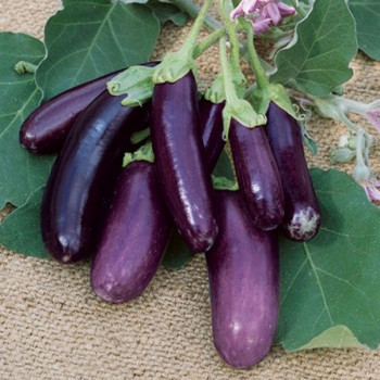 Aubergine Violette 10 Graines Alsagarden