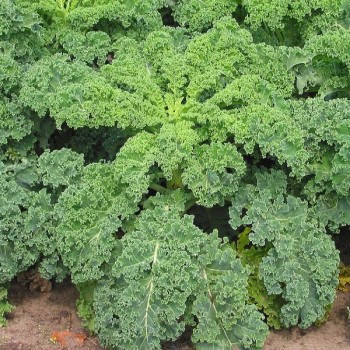 Chou kale "Halbhoher"