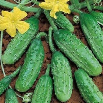 Cornichon "vert Petit de Paris" 50 graines