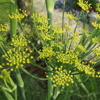 Fenouil officinale 100 graines