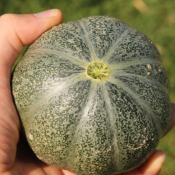 Melon "Petit gris de Rennes" 15 graines