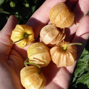 Physalis Coqueret du Pérou 20 graines