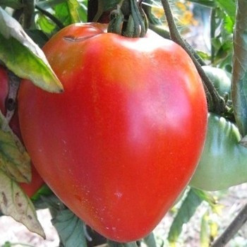 Tomate cœur de bœuf 50 graines