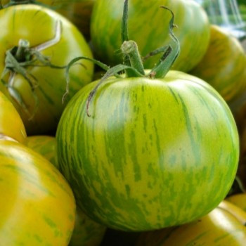 Tomate "green zebra" 10 graines