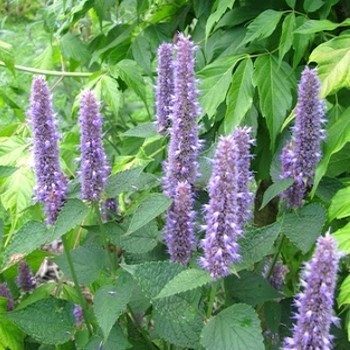 Agastache Fenouil 50 Graines Alsagarden