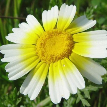 Chrysanthème comestible 50 graines