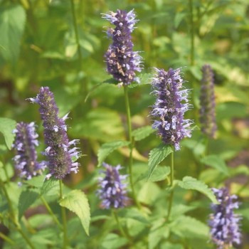 Menthe coréenne 200 graines