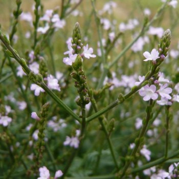 Verveine officinale