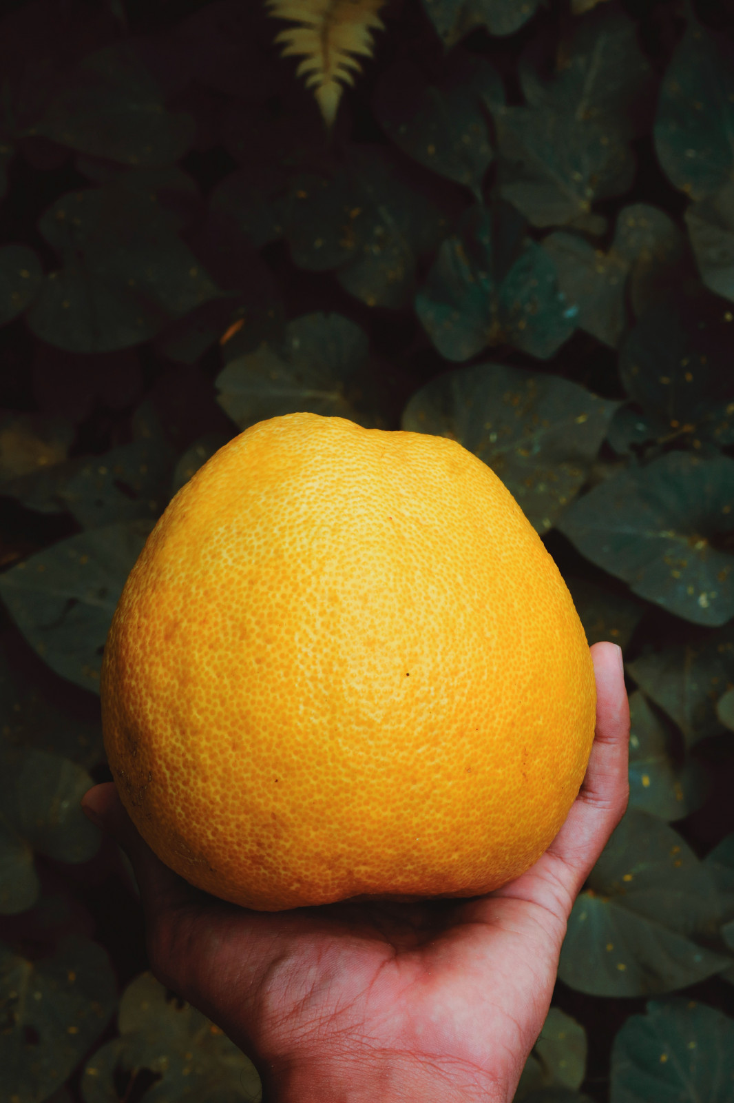 Pomelos - 1kg