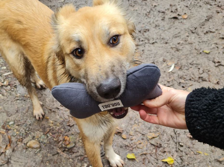 Jouet pour chien - gris