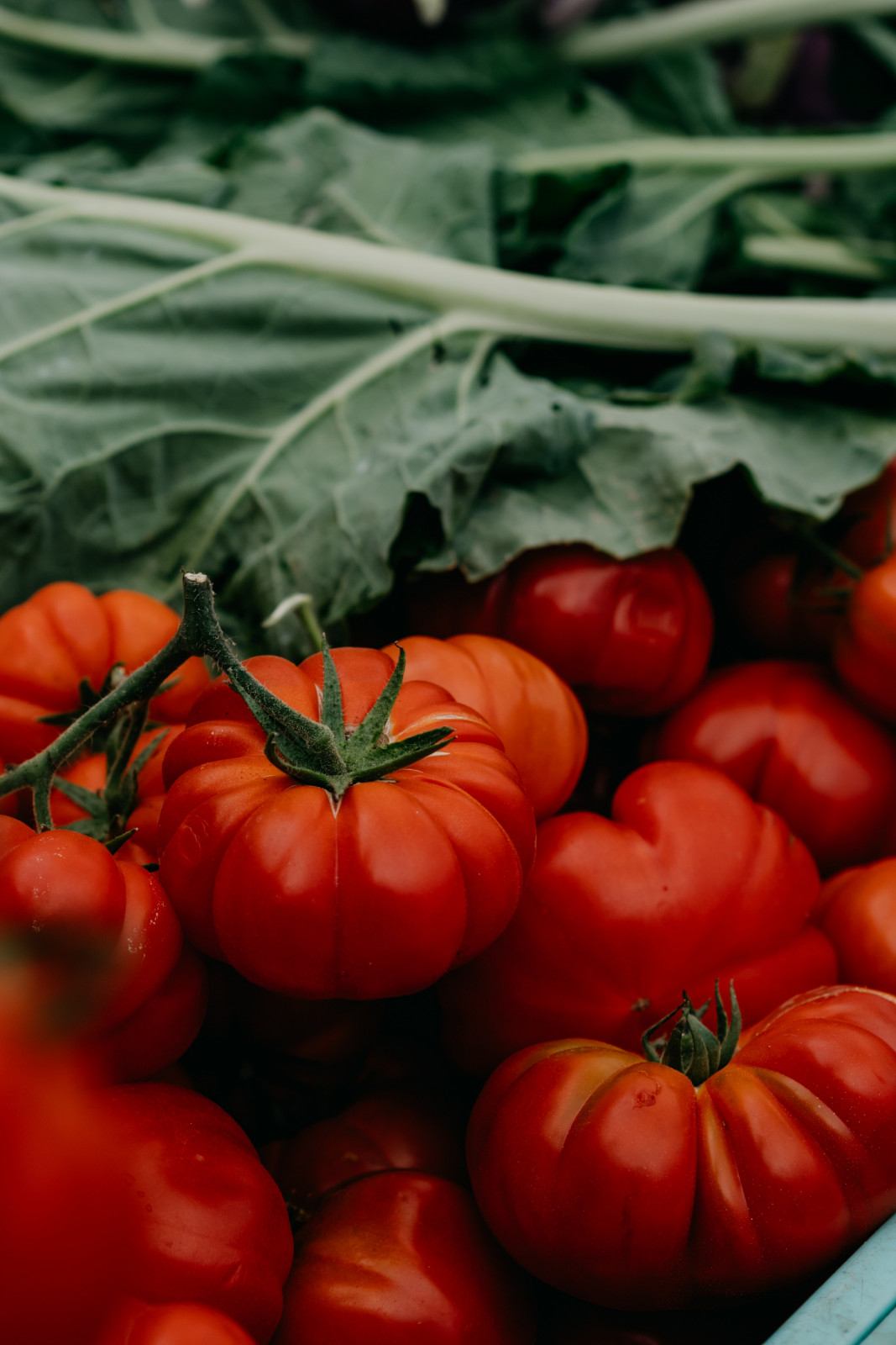 Tomates coeur de boeuf population 500g