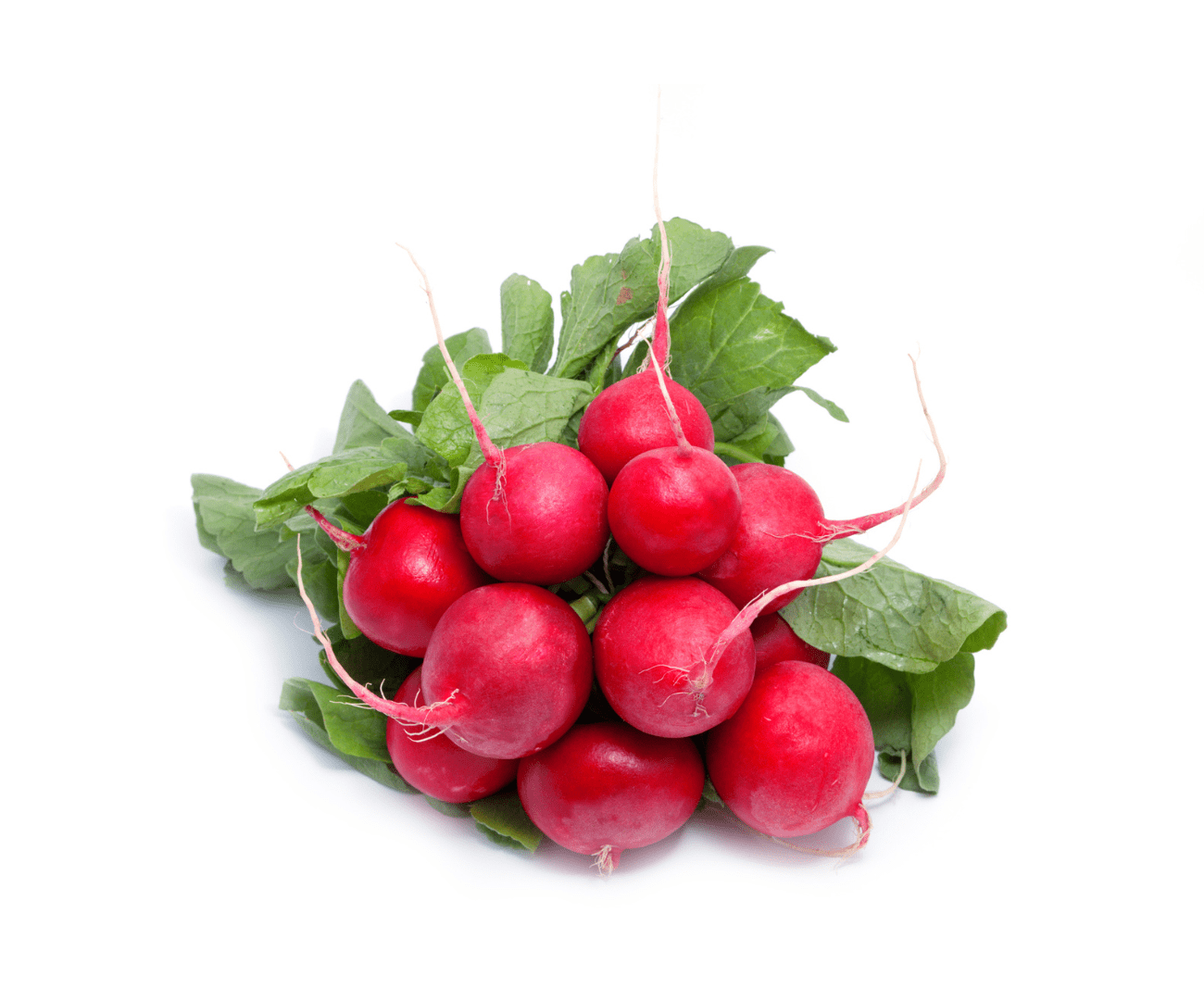 Radis rond (botte)
